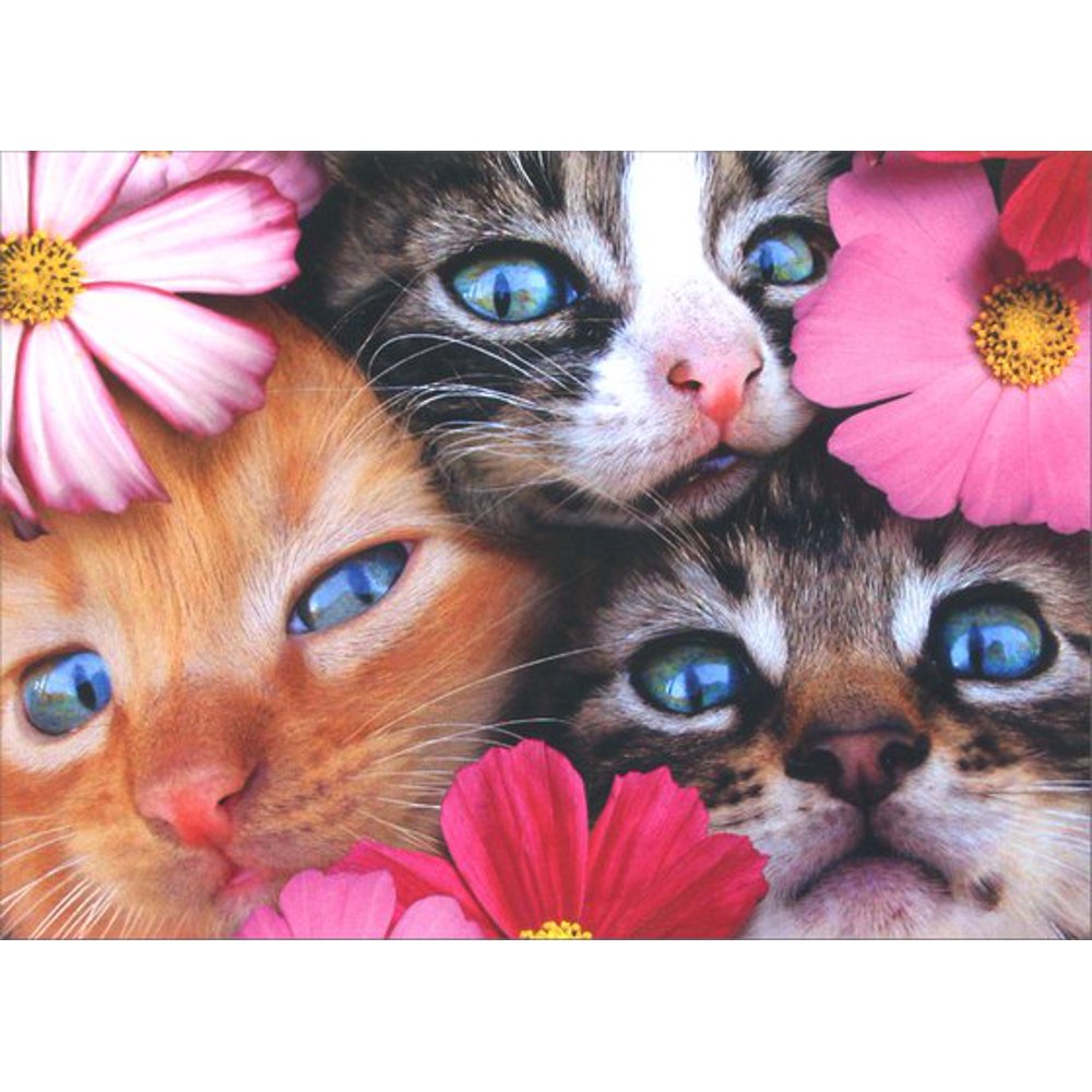 Avanti Birthday Card - Cards 3 Kittens