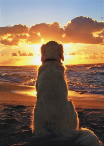 Avanti Pet Sympathy Card - Dog Sitting on Beach at Sunset