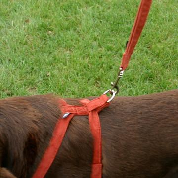 The Good Dog Company Rust Corduroy Hemp Harness