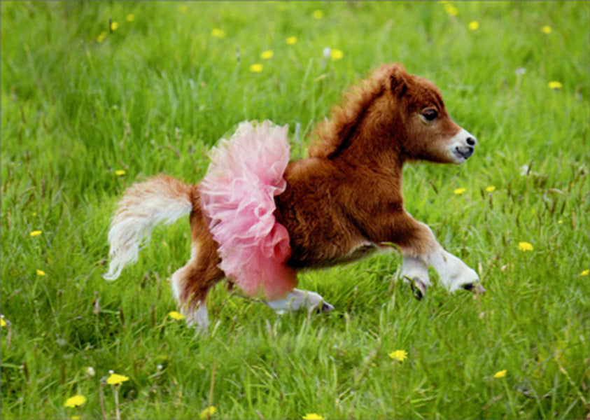 Avanti Birthday Card - Ballerina Pony