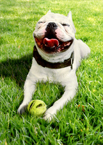 Avanti Birthday Cards - Smiling Dog with Ball