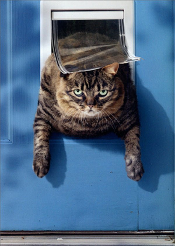 Avanti Birthday Card - Cat Stuck in Pet Door